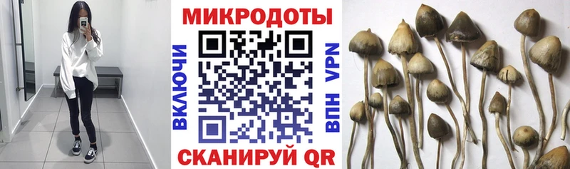 Галлюциногенные грибы Psilocybine cubensis  Гулькевичи 